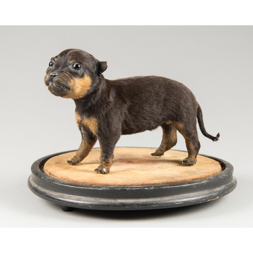 30 - A LATE 20TH CENTURY TAXIDERMY PUPPY UPON A VICTORIAN DOME BASE. The puppy (h 15cm x w 21cm x d 8cm)