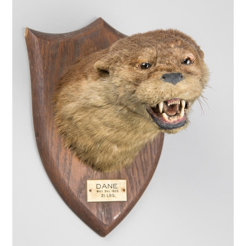 31 - PETER SPICER & SONS, AN EARLY 20TH CENTURY TAXIDERMY OTTER MASK UPON AN OAK SHIELD. Inscription to p... 