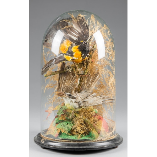 32 - A LATE 19TH CENTURY DOME OF TAXIDERMY TROPICAL BIRDS (h 40cm x w 26.5cm x d 26.5cm)