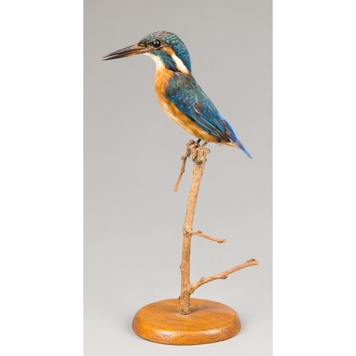 50 - AN EARLY 20TH CENTURY TAXIDERMY KINGFISHER ON BRANCH WITH PLINTH BASE (h 27.5cm)