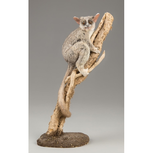 52 - A 20TH CENTURY TAXIDERMY BUSH BABY UPON A NATURALISTIC STAND (h 45cm x w 24cm x d 14cm)