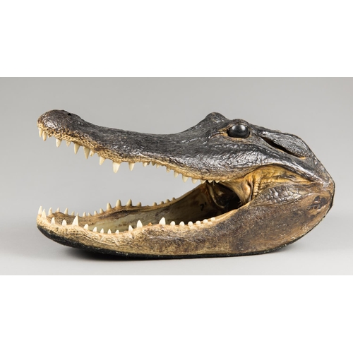 53 - A 20TH CENTURY TAXIDERMY AMERICAN ALLIGATOR HEAD MOUNT. The underside lined with felt. (h 15cm x w 3... 