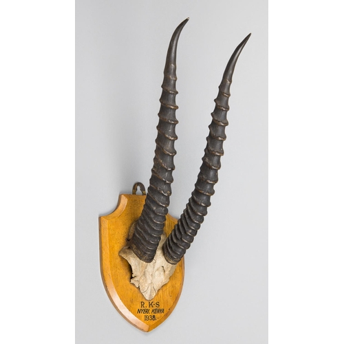 54 - EDWARD GERRARD & SONS, AN EARLY 20TH CENTURY GAZELLE PART UPPER SKULL AND HORNS UPON AN OAK SHIELD. ... 