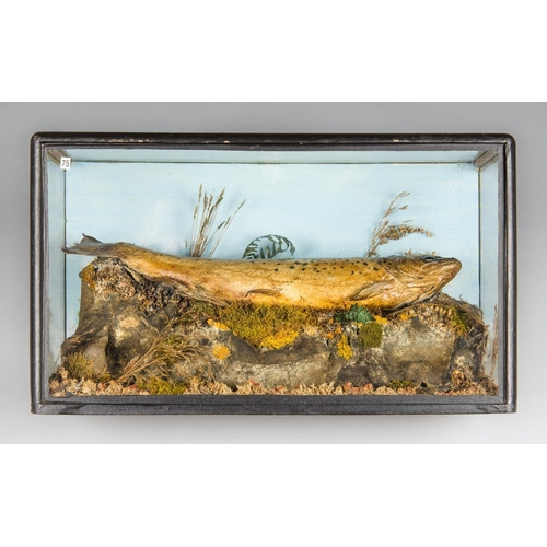 60 - A 19TH CENTURY TAXIDERMY BROWN TROUT IN A GLAZED CASE (h 23cm x w 41cm x d 18cm)