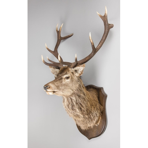 50 - A LARGE AND IMPRESSIVE 20TH CENTURY TAXIDERMY RED DEER SCOTTISH ROYAL STAG SHOULDER MOUNT UPON AN OA... 