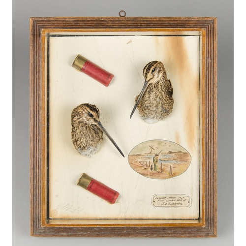 20a - AN EARLY 20TH CENTURY TAXIDERMY WALL CASE OF TWO SNIPE HEADS. Restored by Tony Armistead. (h 34cm x... 
