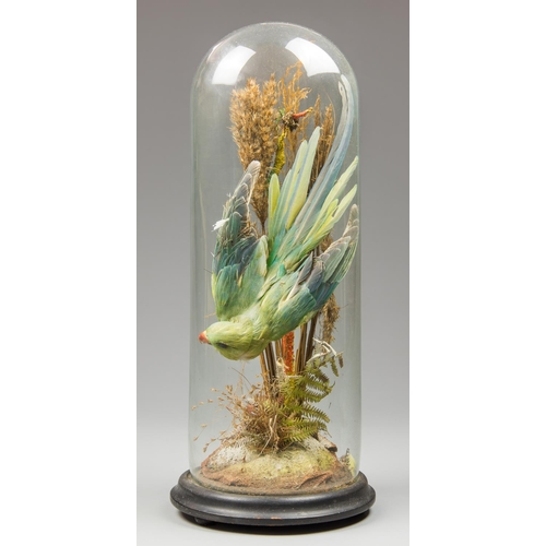 21a - A LATE 19TH CENTURY TAXIDERMY ROSE-RINGED PARAKEET UNDER A GLASS DOME IN A NATURALISTIC SETTING. (h ... 