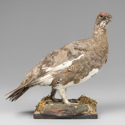 31a - AN EARLY 20TH CENTURY TAXIDERMY ROCK PTARMIGAN UPON A NATURALISTIC BASE. 
Summer plumage. (h 27cm)