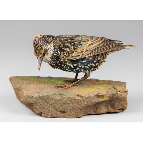 32 - AN EARLY 20TH CENTURY TAXIDERMY STARLING UPON A NATURALISTIC BASE. 
Female. 18 November, 1936. Seven... 