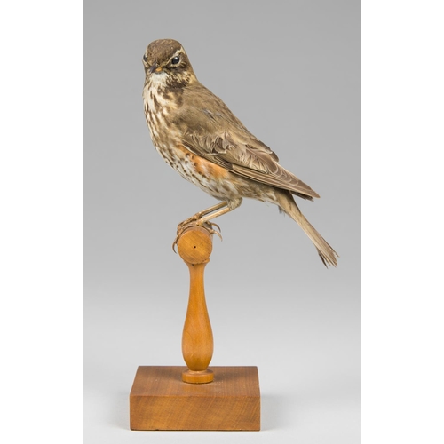 32a - AN EARLY 20TH CENTURY TAXIDERMY REDWING UPON A T PERCH. 
Female. December 1927, New Romney, Kent. (h... 