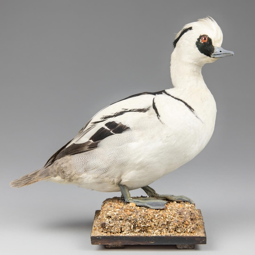 33 - AN EARLY 20TH CENTURY TAXIDERMY SMEW UPON A NATURALISTIC BASE. 
Male adult. 21.2.1942. Pett Level, S... 