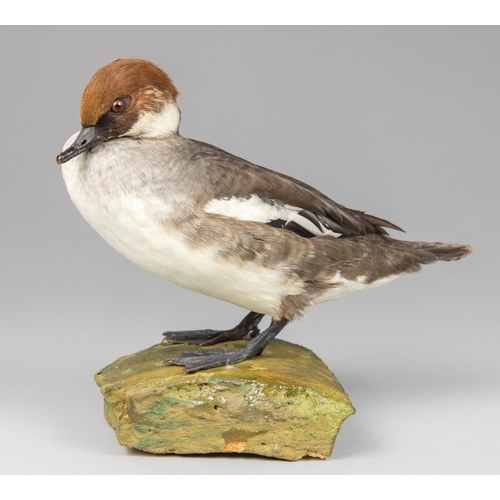 33a - AN EARLY 20TH CENTURY TAXIDERMY SMEW UPON A NATURALISTIC BASE. 
Female. 5.1.1924. Dymchurch, Kent. (... 