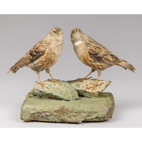 34 - AN EARLY 20TH CENTURY TAXIDERMY PAIR OF ALPINE ACCENTORS UPON A NATURALISTIC BASE. 
Beatenberg, Swit... 