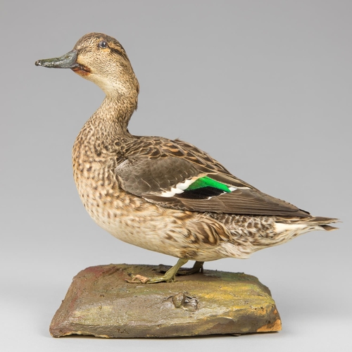 34a - AN EARLY 20TH CENTURY TAXIDERMY TEAL UPON A NATURALISTIC BASE. 
Adult female. 20.12.1925. Peasmarsh,... 