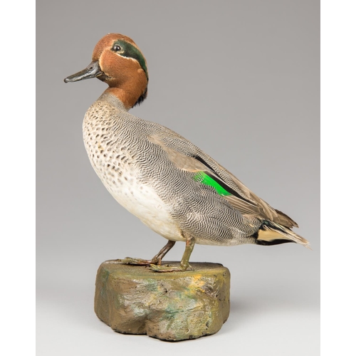 35 - AN EARLY 20TH CENTURY TAXIDERMY TEAL UPON A NATURALISTIC BASE. 
Adult male. 14.12.1936. Brookland, K... 