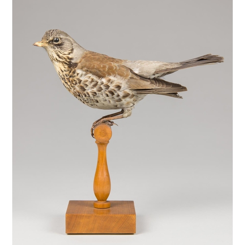 35a - AN EARLY 20TH CENTURY TAXIDERMY FIELDFARE UPON A T PERCH. 
Male. 27 December 1927, Romney Marsh, Ken... 