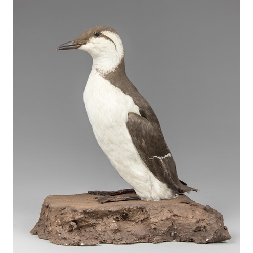 36 - AN EARLY 20TH CENTURY TAXIDERMY GUILLEMOT UPON A NATURALISTIC BASE. 
January 1928, Dungeness. (h 36c... 