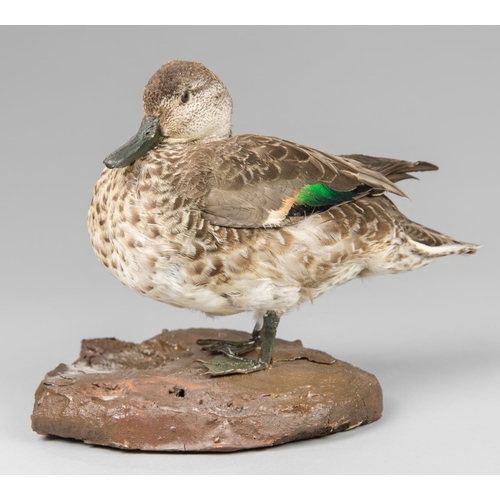 36a - A 20TH CENTURY TAXIDERMY TEAL UPON A NATURALISTIC BASE. 
Male adult, eclipse plumage. 29.9.1951 Medw... 