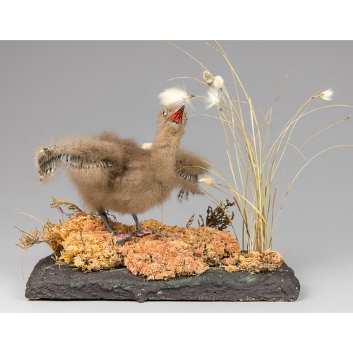 37 - A LATE 20TH CENTURY TAXIDERMY ARCTIC SKUA CHICK UPON A NATURALISTIC BASE. 
Found dead June 1976, Jur... 