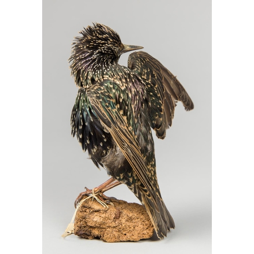 37a - AN EARLY 20TH CENTURY TAXIDERMY STARLING PREENING UPON A NATURALISTIC BASE. (h 19.5cm x w 14cm x d 1... 