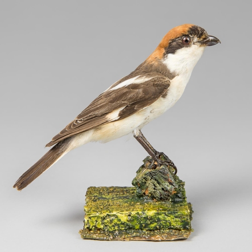 38 - A LATE 19TH/EARLY 20TH CENTURY TAXIDERMY WOODCHAT SHRIKE UPON A NATURALISTIC BASE. (h 15cm)