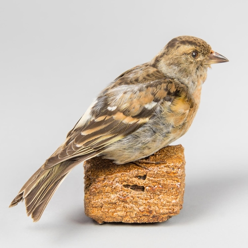 38a - A LATE 19TH/EARLY 20TH CENTURY TAXIDERMY BRAMBLING UPON A NATURALISTIC BASE. 
Female. March 1947. (w... 