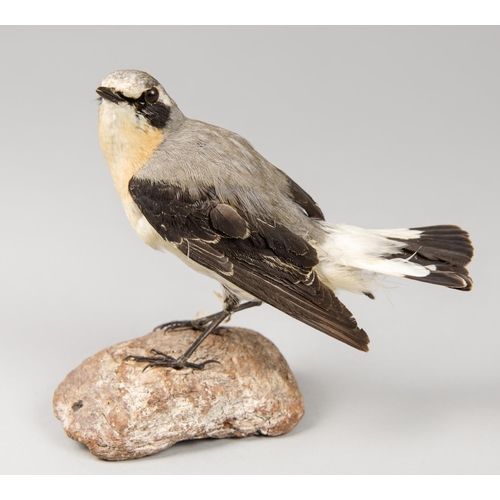 39 - A 20TH CENTURY TAXIDERMY WHEATEAR UPON A NATURALISTIC BASE. 
Male. 3 April 1953, Dungeness lighthous... 