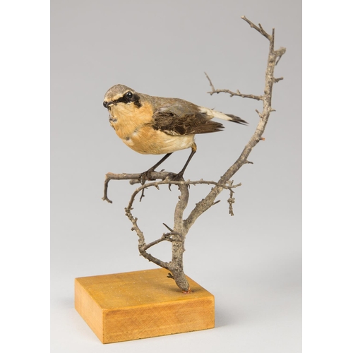 39a - AN EARLY 20TH CENTURY TAXIDERMY GREENLAND WHEATEAR UPON A NATURALISTIC BASE. 
Pevensey Marsh, 5 May ... 