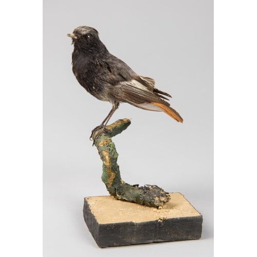 40 - AN EARLY 20TH CENTURY TAXIDERMY BLACK REDSTART UPON A NATURALISTIC BASE. 
Male. 29 December 1909. Ho... 