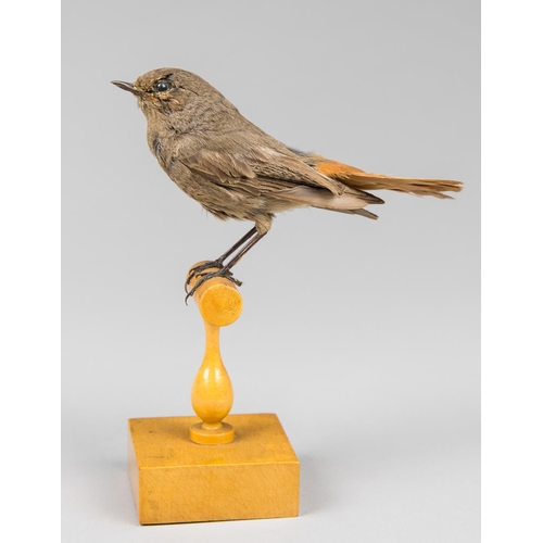 40a - AN EARLY 20TH CENTURY TAXIDERMY BLACK REDSTART UPON A T PERCH. 
Female. 3 March 1926. New Romney, Ke... 
