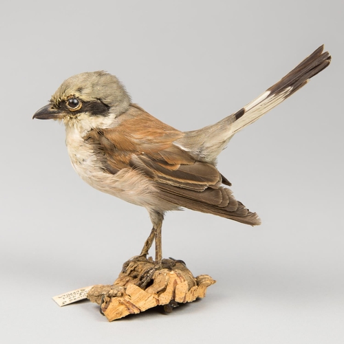 41 - AN EARLY 20TH CENTURY TAXIDERMY RED-BACKED SHRIKE UPON A NATURALISTIC BASE. 
Male. Grundisburgh, Suf... 
