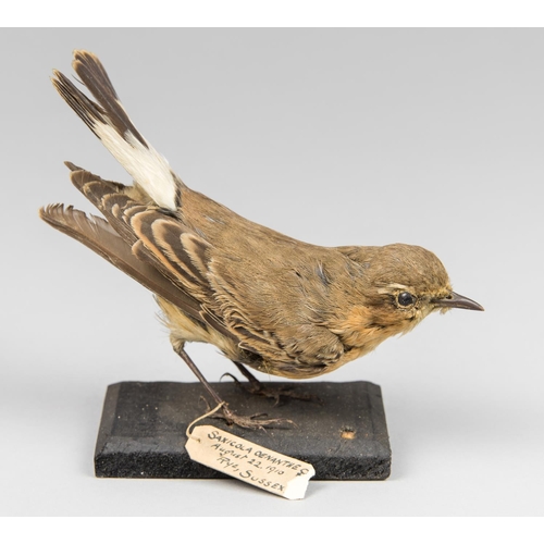 41a - AN EARLY 20TH CENTURY TAXIDERMY WHEATEAR UPON A NATURALISTIC BASE. 
Female. 22 August 1910. Rye, Sus... 
