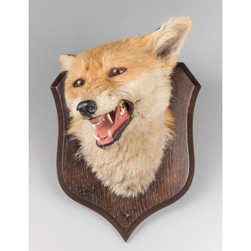 42 - PETER SPICER & SONS, AN EARLY 20TH CENTURY TAXIDERMY FOX MASK UPON OAK SHIELD. (h 32cm x w 21cm x d... 