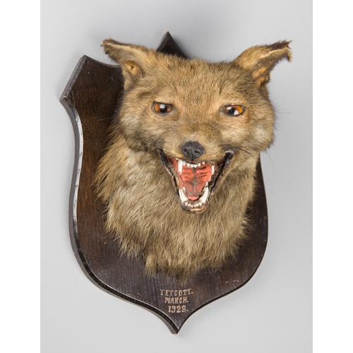 42a - AN EARLY 20TH CENTURY TAXIDERMY FOX MASK UPON OAK SHIELD. Inscribed “TETCOTT. MARCH 1928”. (h 29.5c... 