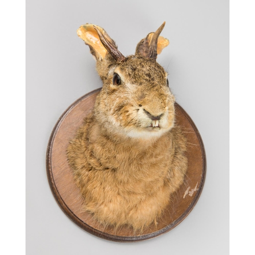 43 - A 20TH CENTURY TAXIDERMY JACKALOPE HEAD UPON OAK SHIELD. (h 30cm x w 21cm x d 21cm).