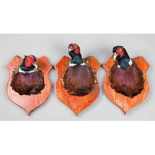 44 - A GROUP OF THREE LATE 20TH CENTURY PHEASANT HEADS UPON WOODEN SHIELDS. The largest (h 30cm x w 21cm... 