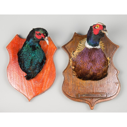 44a - TWO LATE 20TH CENTURY PHEASANT HEADS UPON WOODEN SHIELDS. The largest (h 32cm x w 22cm x d 15cm).