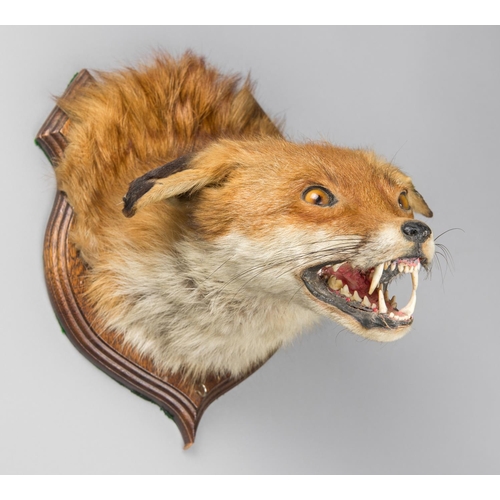 45 - A LATE 20TH CENTURY TAXIDERMY FOX MASK UPON OAK SHIELD. (h 29cm x w 21cm x d 31cm).