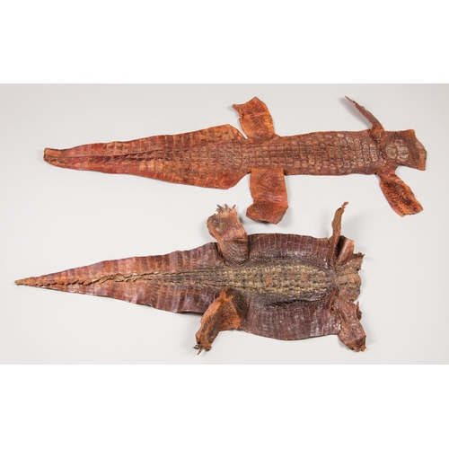 45a - TWO EARLY 20TH CENTURY TAXIDERMY CROCODILE SKINS. The longest (106cm).