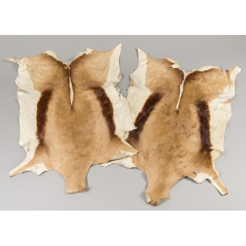 46a - TWO MODERN TAXIDERMY SPRINGBOK SKINS. The largest (l 104cm).