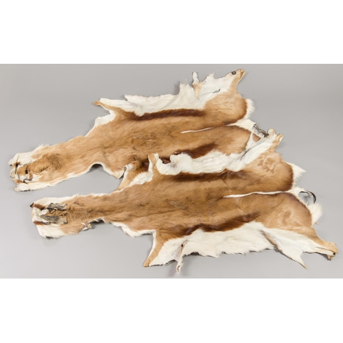 47 - TWO MODERN TAXIDERMY SPRINGBOK SKINS. The largest (l 145cm).