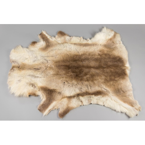 47a - A LATE 20TH CENTURY TAXIDERMY REINDEER SKIN. Iceland. (l 125cm x w 116cm)