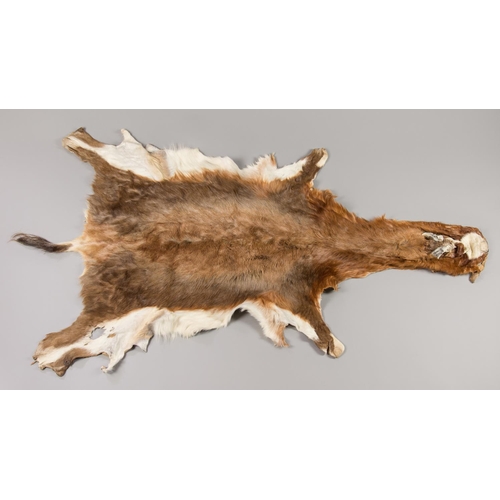 49 - A LATE 20TH CENTURY TAXIDERMY BLESBOK SKIN. (l 106cm x w 100cm)