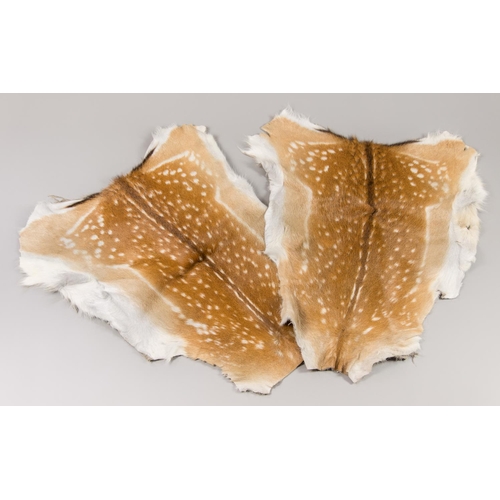 50a - TWO MODERN TAXIDERMY FALLOW DEER SKINS. The largest (l 90cm).