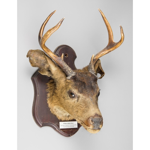 51 - A LATE 20TH CENTURY TAXIDERMY WHITE-TAILED DEER HEAD UPON SHIELD. Plaque inscribed “White-tailed De... 