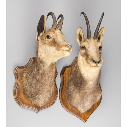 52a - A PAIR OF 20TH CENTURY CHAMOIS HEADS UPON WOODEN SHIELDS. The largest (h 66cm x w 28cm x d 33cm).