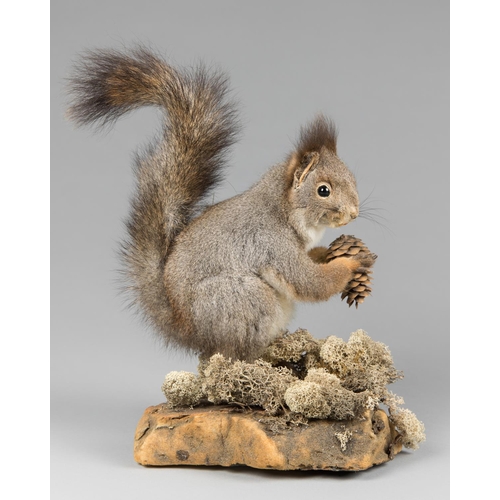 53 - A LATE 20TH CENTURY TAXIDERMY ARCTIC RED SQUIRREL UPON A NATURALISTIC BASE. 
Spring 1977. Near Rovan... 