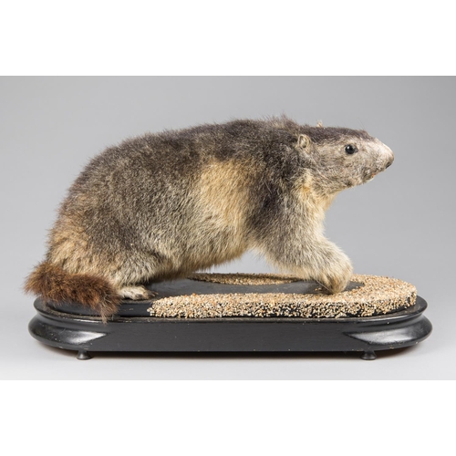 53a - A LATE 20TH CENTURY TAXIDERMY ALPINE MARMOT UPON A VICTORIAN EBONISED BASE. (h 30cm x w 50cm x d 22c... 