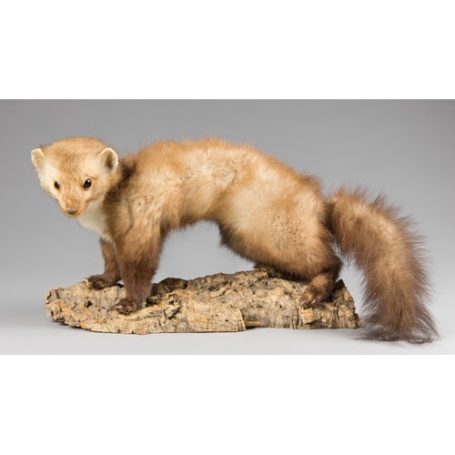 54 - A LATE 20TH CENTURY TAXIDERMY PINE MARTEN UPON A NATURALISTIC BASE. (w 48cm)