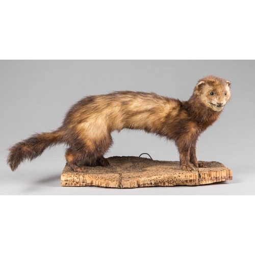 54a - A LATE 20TH CENTURY TAXIDERMY PINE MARTEN UPON A NATURALISTIC BASE. (w 44cm)
